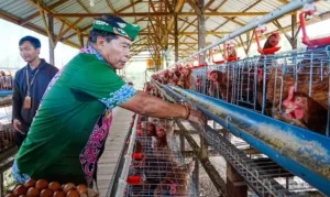 Panen Perdana Ayam Petelur, Gubernur Zainal: Langkah Nyata Kemandirian Pangan Kaltara