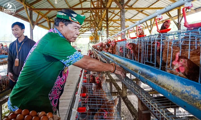 Panen Perdana Ayam Petelur, Gubernur Zainal: Langkah Nyata Kemandirian Pangan Kaltara
