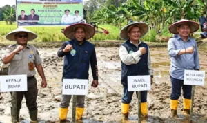 Panen Raya Masa Tanam Kedua, DPRD Bulungan Apresiasi Kerja Keras Petani